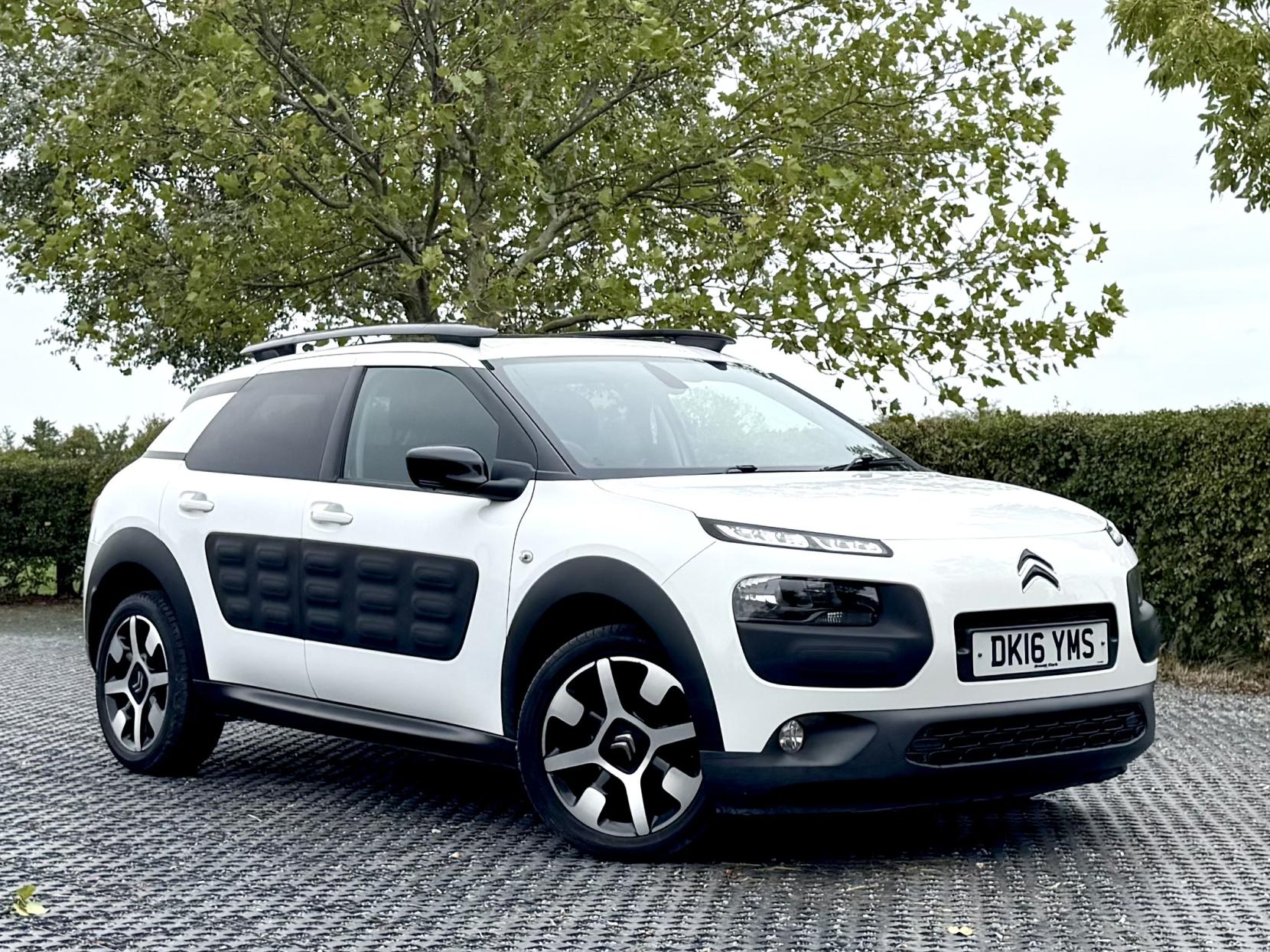 C4 Cactus
