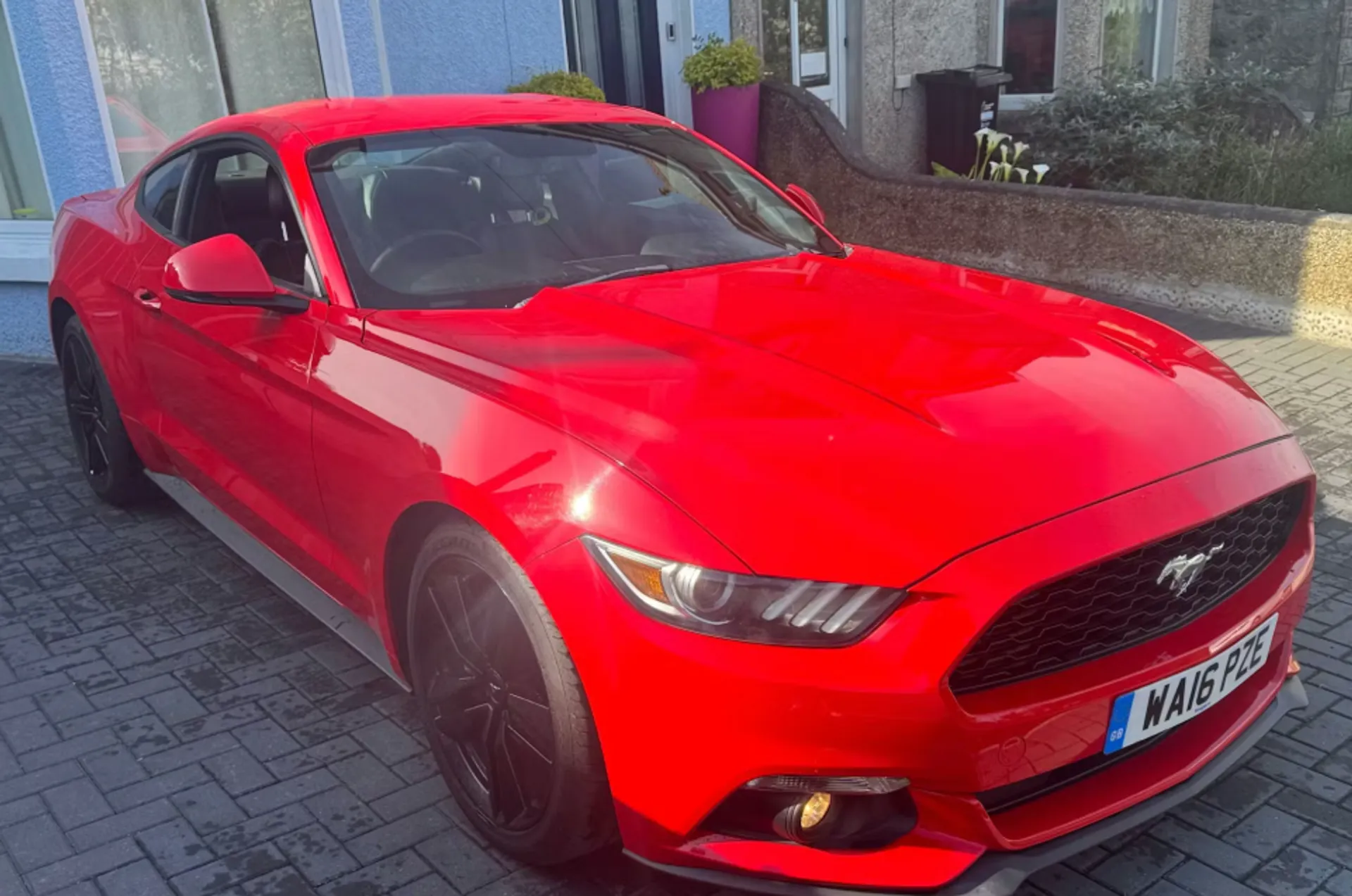 Mustang